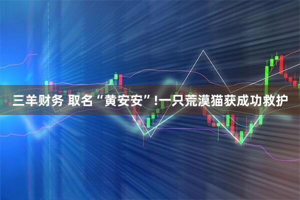 三羊财务 取名“黄安安”!一只荒漠猫获成功救护